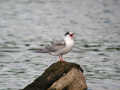 Sterne pierregarin Sterna hirundo