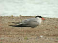 Sterne pierregarin Sterna hirundo