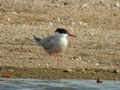 Sterne pierregarin Sterna hirundo