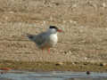 Sterne pierregarin Sterna hirundo