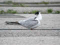 Sterne pierregarin Sterna hirundo