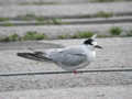 Sterne pierregarin Sterna hirundo