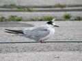 Sterne pierregarin Sterna hirundo