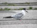 Sterne pierregarin Sterna hirundo