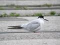 Sterne pierregarin Sterna hirundo