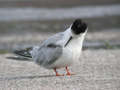 Sterne pierregarin Sterna hirundo