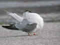 Sterne pierregarin Sterna hirundo