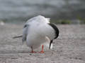 Sterne pierregarin Sterna hirundo