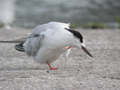 Sterne pierregarin Sterna hirundo