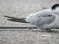 Sterne pierregarin Sterna hirundo