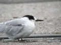 Sterne pierregarin Sterna hirundo