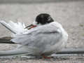 Sterne pierregarin Sterna hirundo