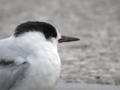 Sterne pierregarin Sterna hirundo