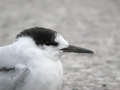 Sterne pierregarin Sterna hirundo