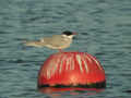 Sterne pierregarin Sterna hirundo