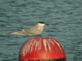 Sterne pierregarin Sterna hirundo