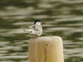 Sterne pierregarin Sterna hirundo