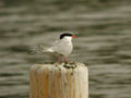 Sterne pierregarin Sterna hirundo