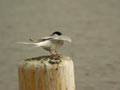 Sterne pierregarin Sterna hirundo