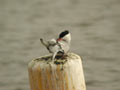 Sterne pierregarin Sterna hirundo