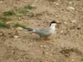 Sterne pierregarin Sterna hirundo