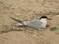 Sterne pierregarin Sterna hirundo