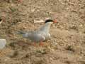 Sterne pierregarin Sterna hirundo