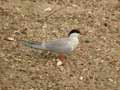 Sterne pierregarin Sterna hirundo