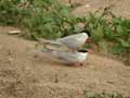 Sterne pierregarin Sterna hirundo