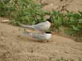 Sterne pierregarin Sterna hirundo