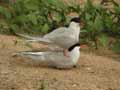 Sterne pierregarin Sterna hirundo