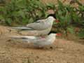 Sterne pierregarin Sterna hirundo