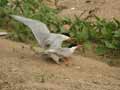 Sterne pierregarin Sterna hirundo