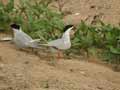 Sterne pierregarin Sterna hirundo