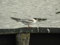 Sterne pierregarin Sterna hirundo