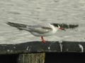 Sterne pierregarin Sterna hirundo