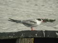 Sterne pierregarin Sterna hirundo