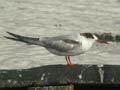 Sterne pierregarin Sterna hirundo