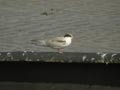 Sterne pierregarin Sterna hirundo