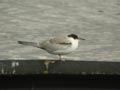 Sterne pierregarin Sterna hirundo