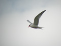 Sterne pierregarin Sterna hirundo