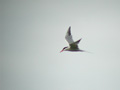 Sterne pierregarin Sterna hirundo