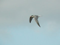 Sterne pierregarin Sterna hirundo