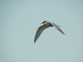 Sterne pierregarin Sterna hirundo