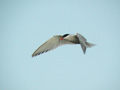 Sterne pierregarin Sterna hirundo