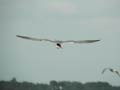 Sterne pierregarin Sterna hirundo