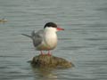 Sterne pierregarin Sterna hirundo