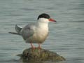 Sterne pierregarin Sterna hirundo