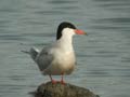 Sterne pierregarin Sterna hirundo