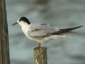 Sterne pierregarin Sterna hirundo